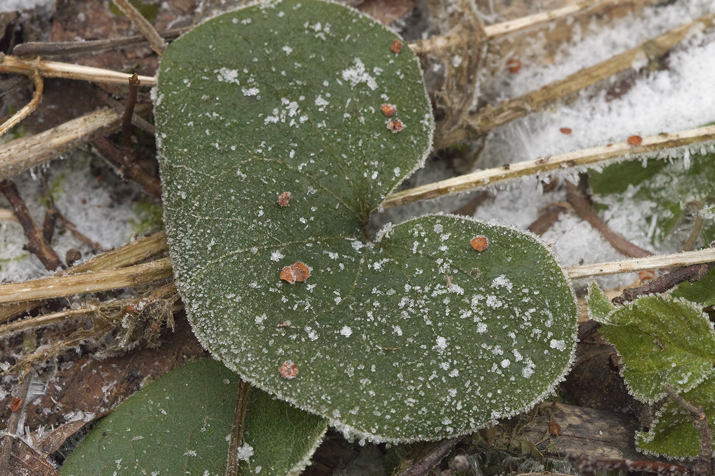 Image of Asarum europaeum specimen.