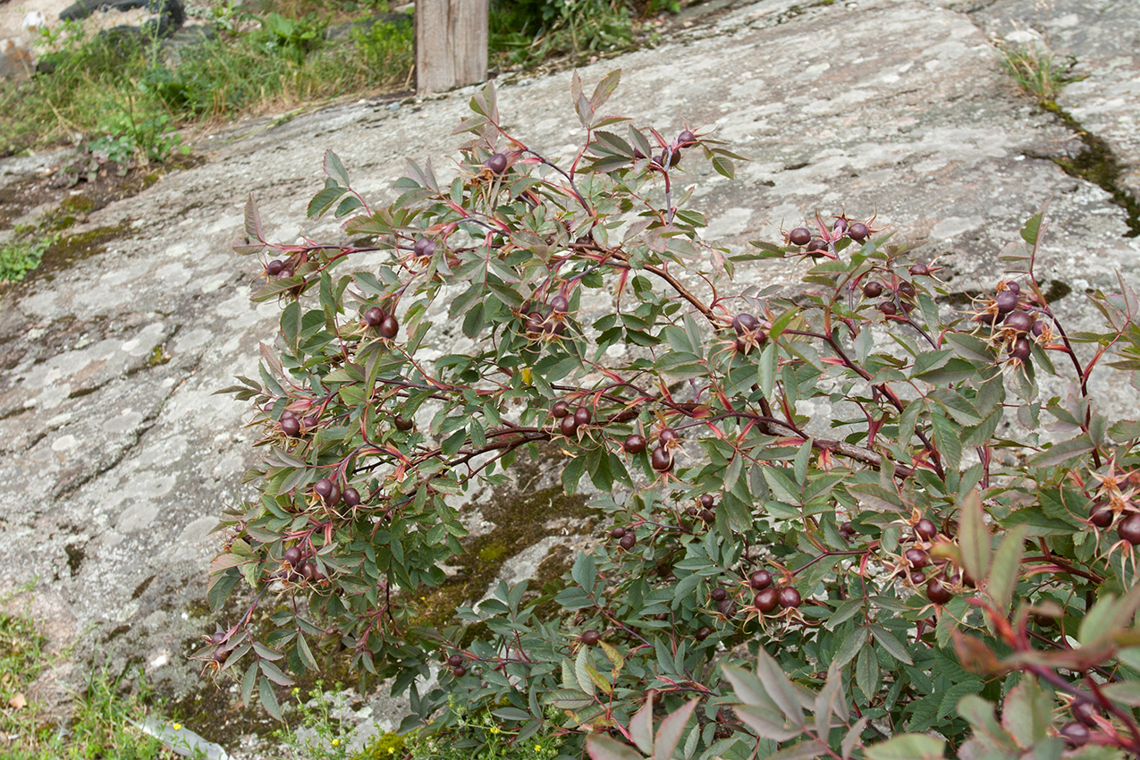 Изображение особи Rosa glauca.