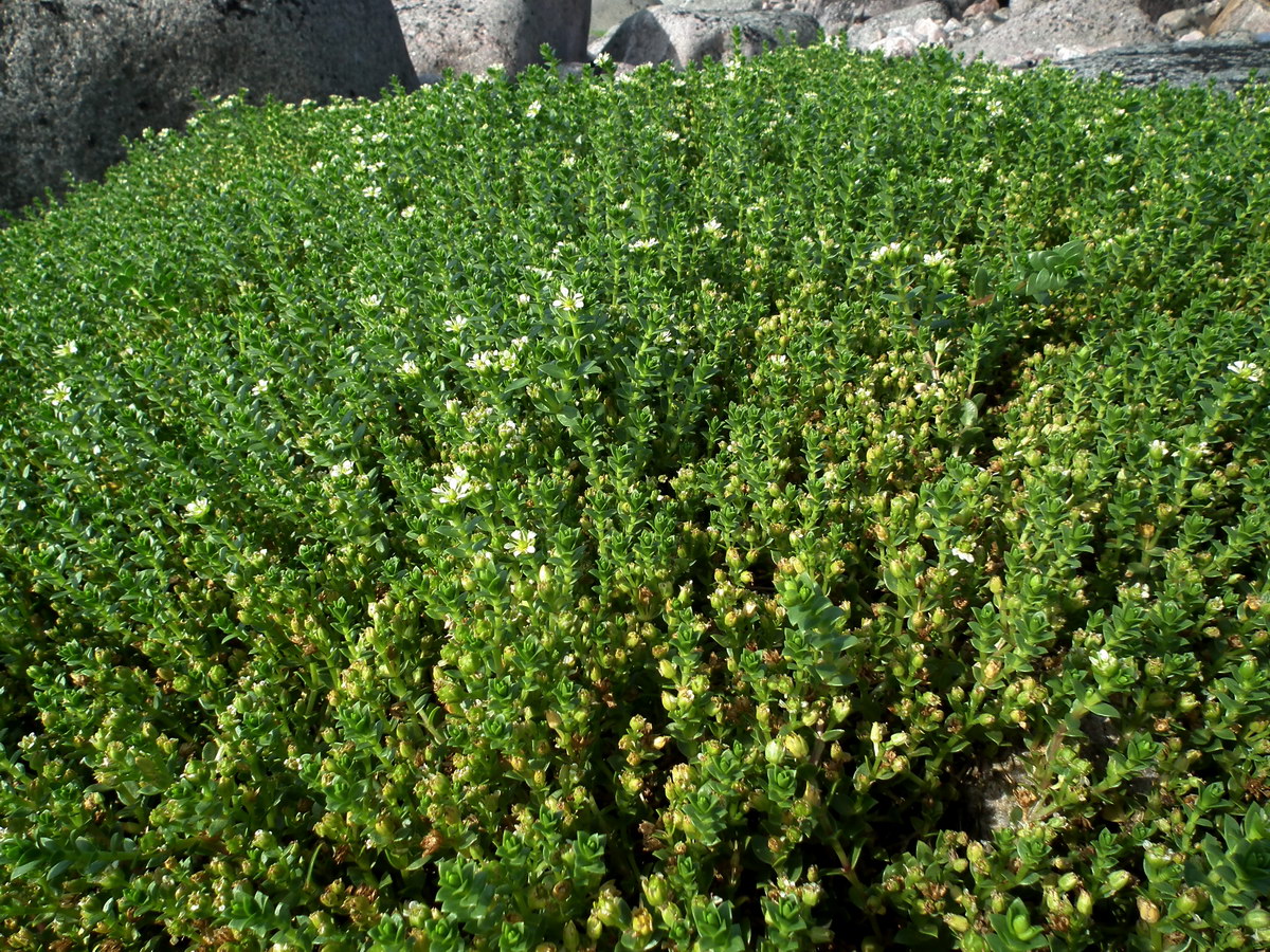 Image of Honckenya peploides ssp. diffusa specimen.