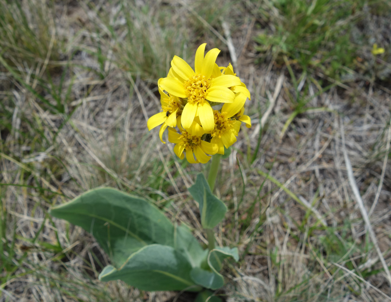 Изображение особи Ligularia alpigena.