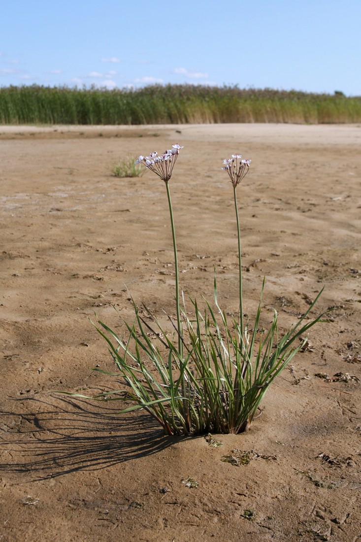 Изображение особи Butomus umbellatus.