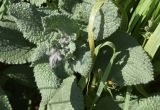 Borago officinalis