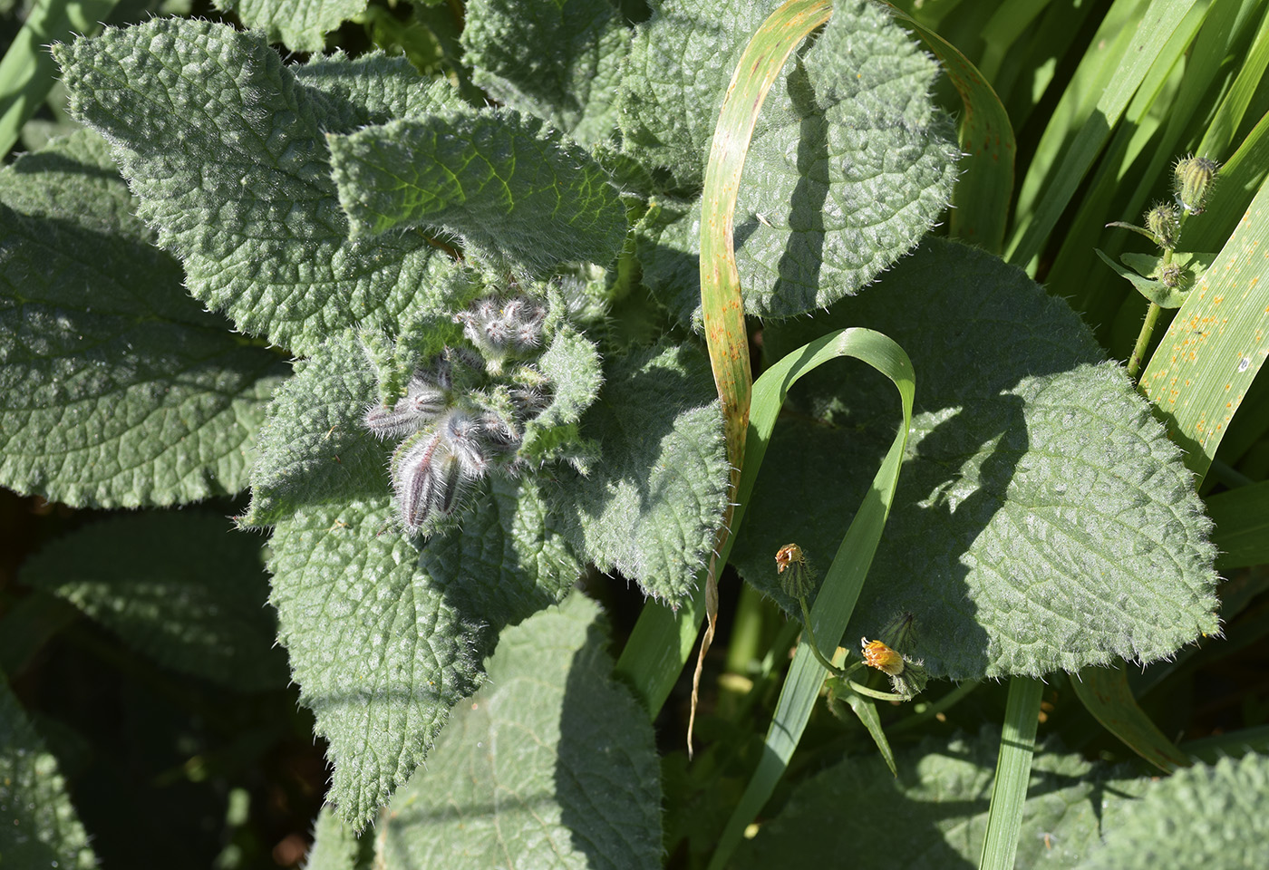 Изображение особи Borago officinalis.