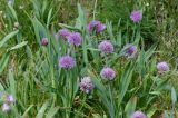 Allium platyspathum