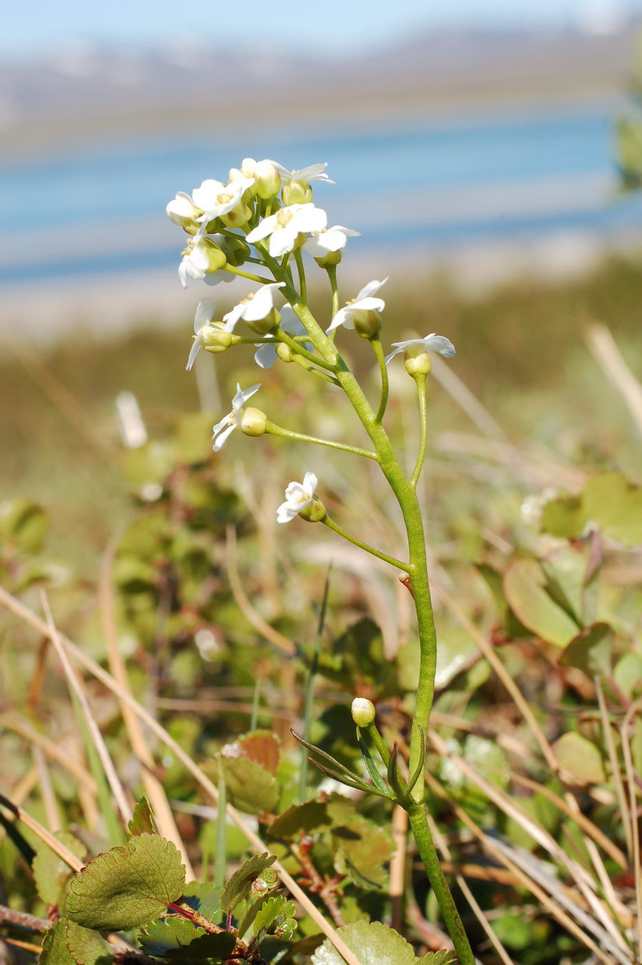 Изображение особи Cardamine digitata.