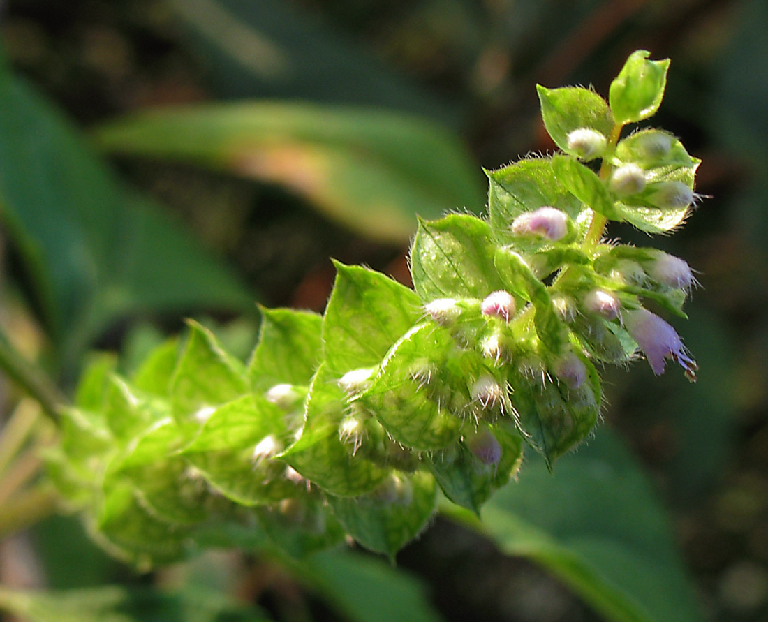 Image of Elsholtzia ciliata specimen.