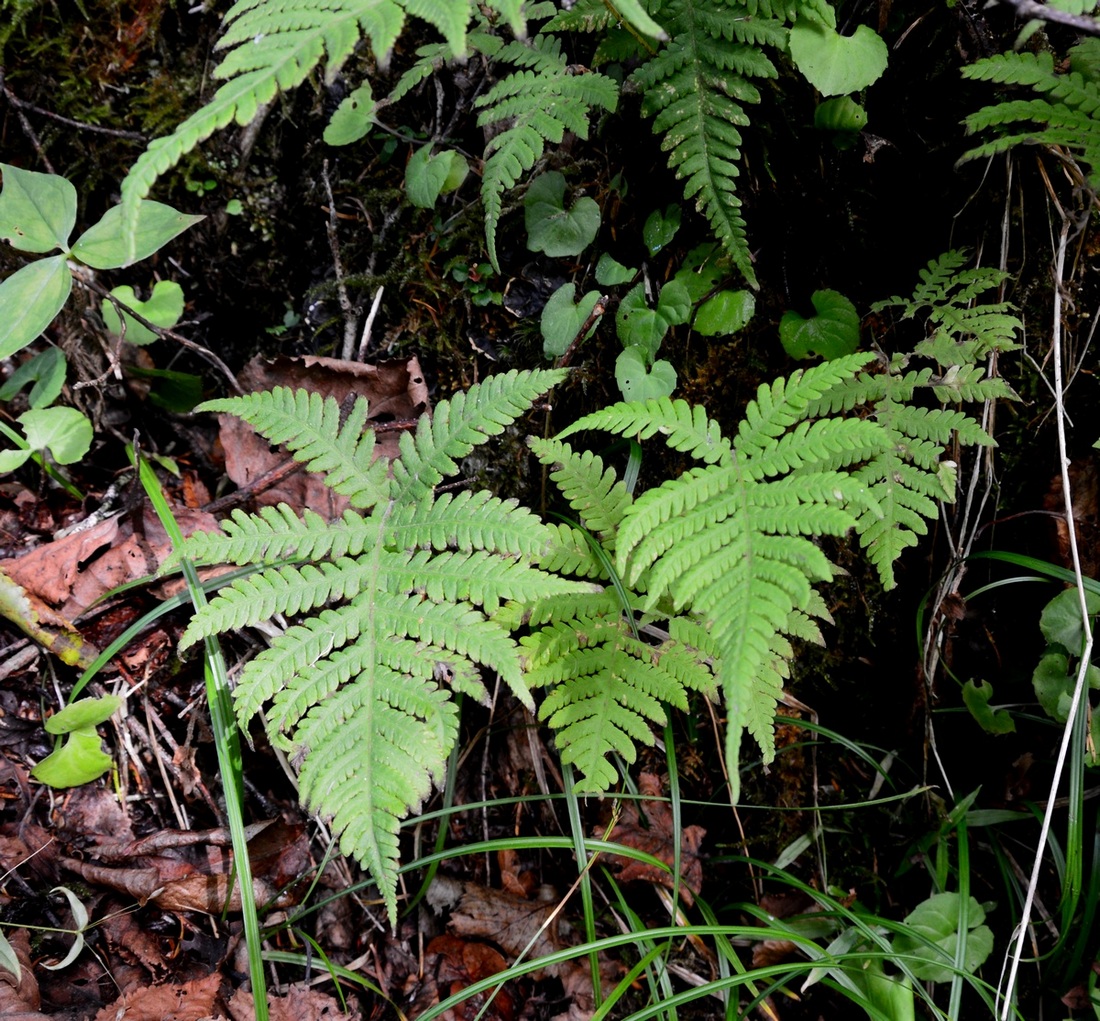 Изображение особи Phegopteris connectilis.