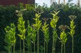 Nicotiana tabacum