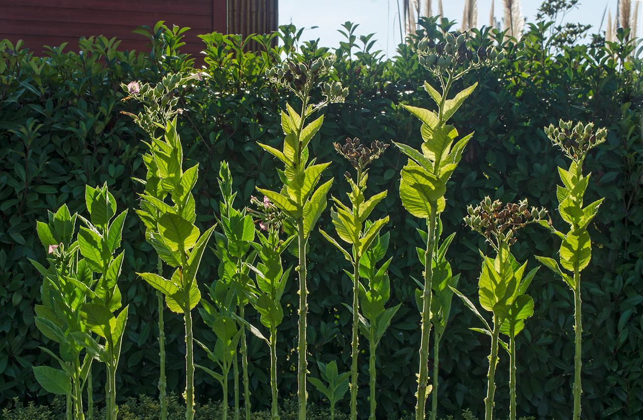 Изображение особи Nicotiana tabacum.