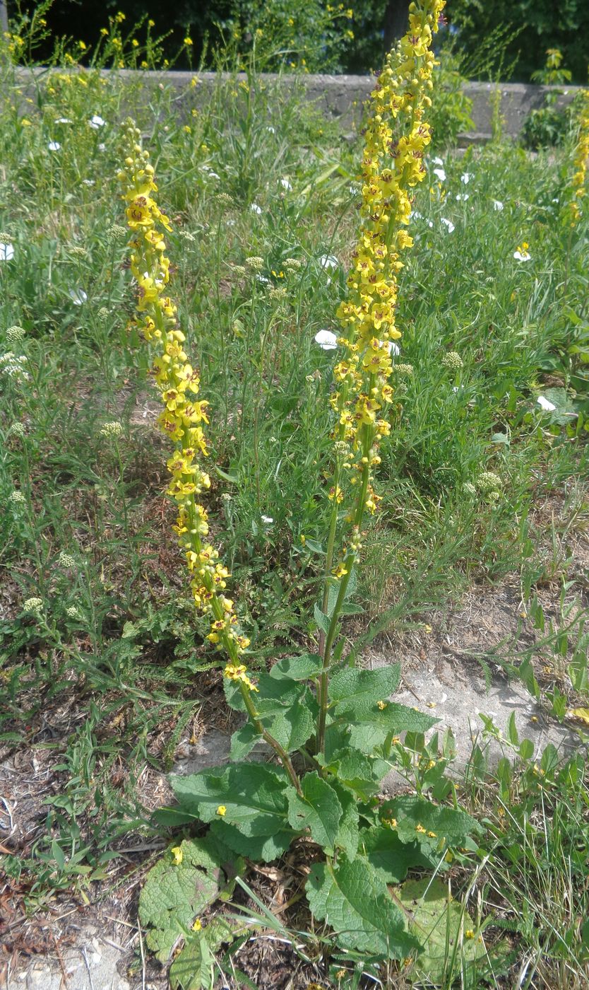 Изображение особи Verbascum nigrum.