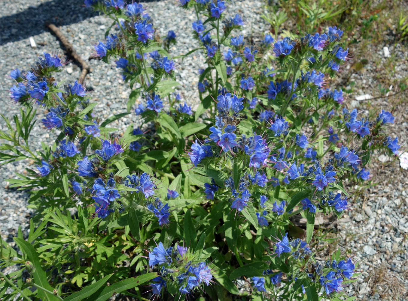 Изображение особи Echium vulgare.