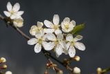 Prunus domestica. Цветки. Санкт-Петербург, Кировский р-н, в придомовом озеленении. 25.04.2020.