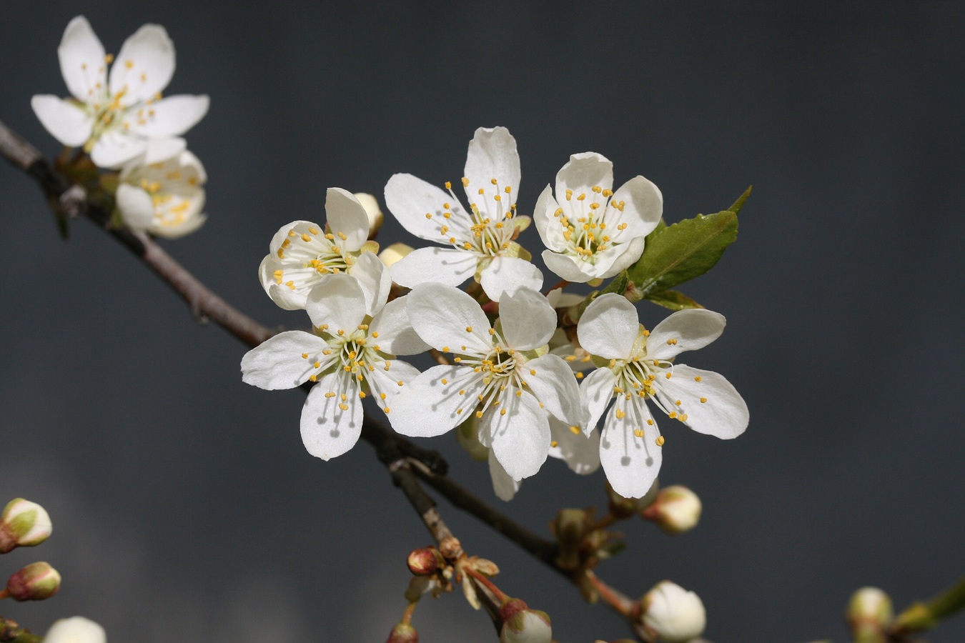 Image of Prunus domestica specimen.