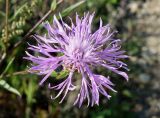 Centaurea jacea. Соцветие. Приморский край, окр. пос. Михайловка, разнотравный луг. 29.08.2019.