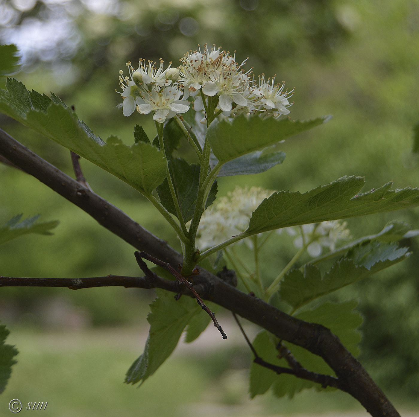 Изображение особи Sorbus intermedia.