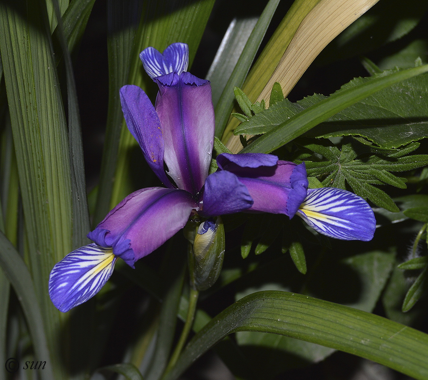 Image of Iris graminea specimen.