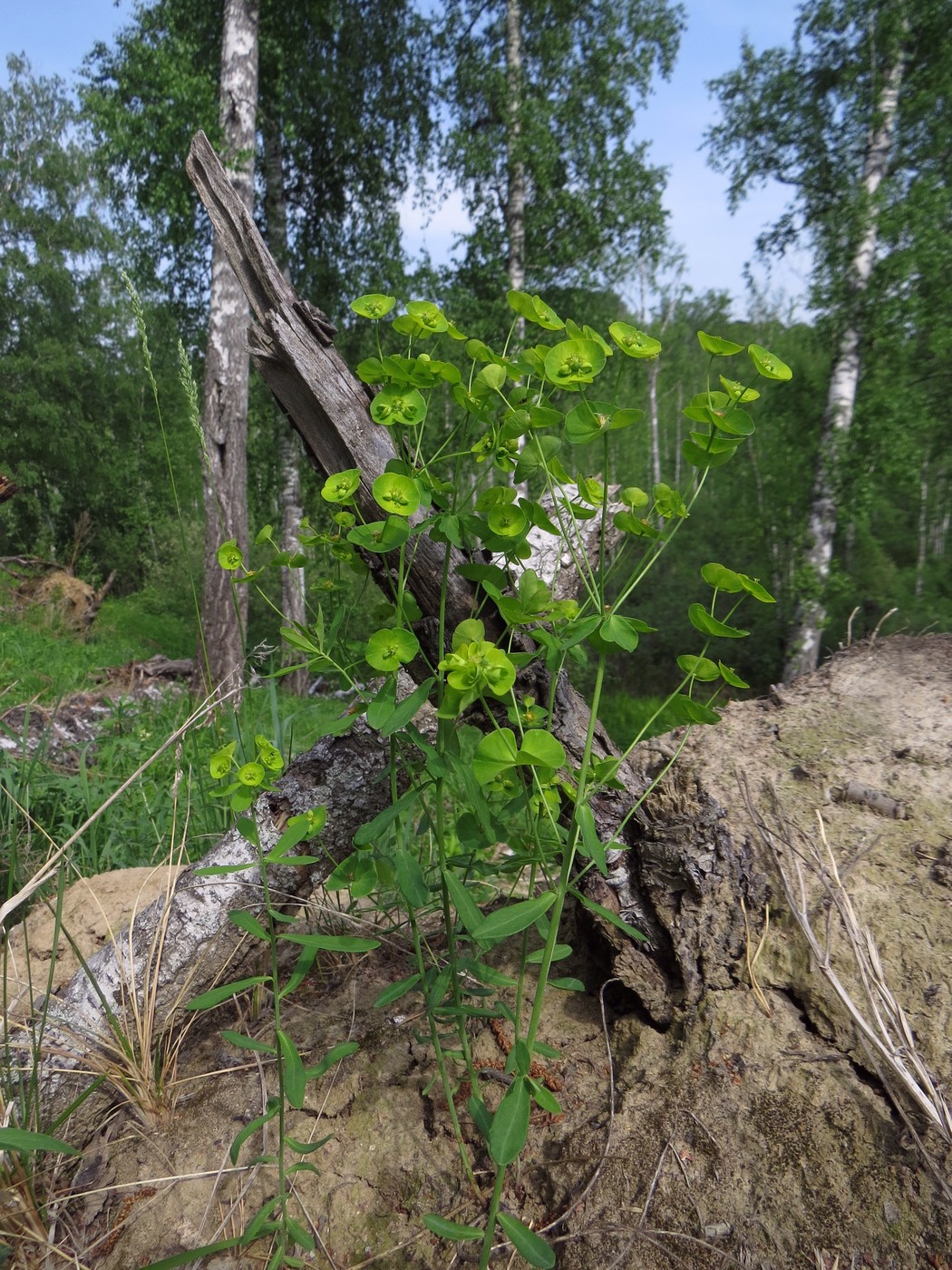 Image of Euphorbia borealis specimen.