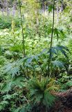 Aconitum leucostomum