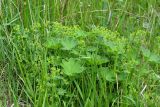 Alchemilla micans