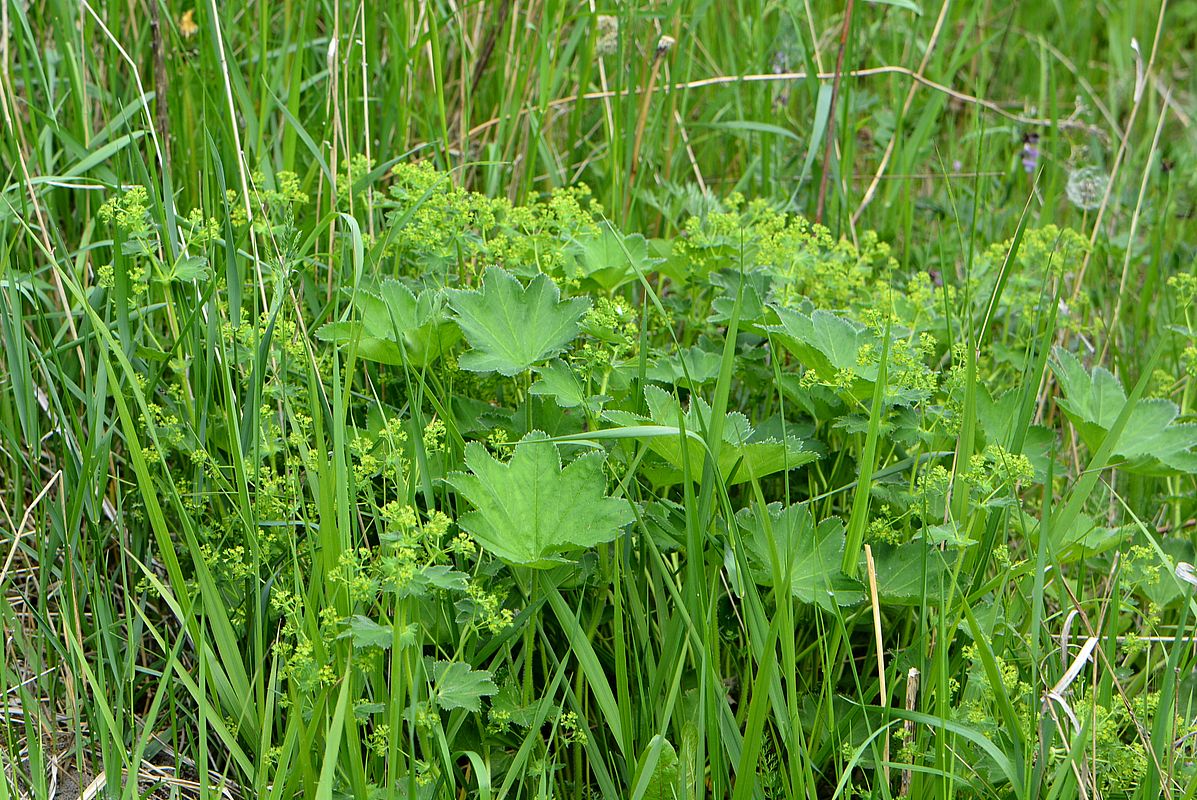 Изображение особи Alchemilla micans.