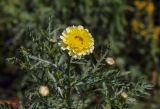 Glebionis coronaria