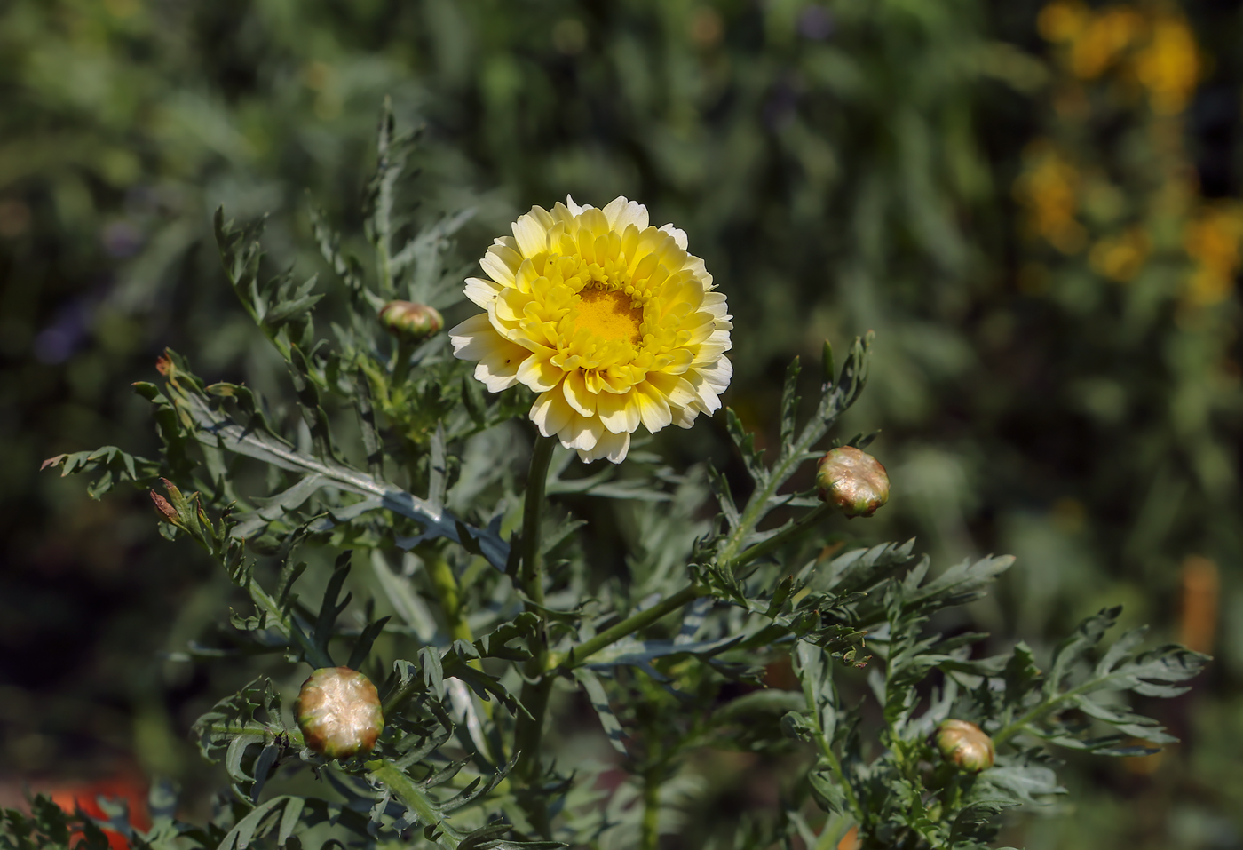 Image of Glebionis coronaria specimen.