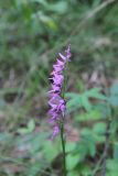 Neottianthe cucullata