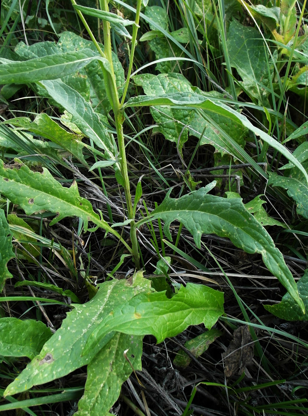 Image of Saussurea amara specimen.