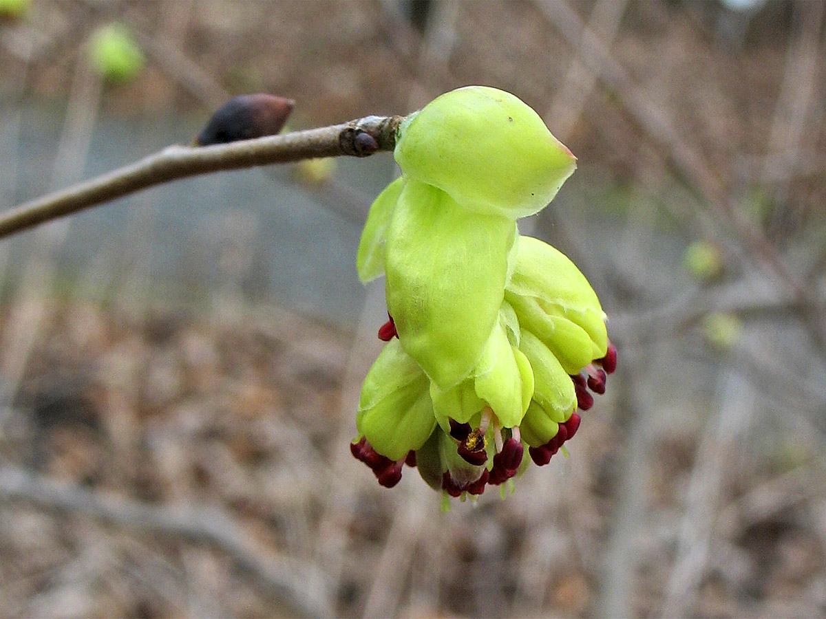 Изображение особи Corylopsis gotoana.