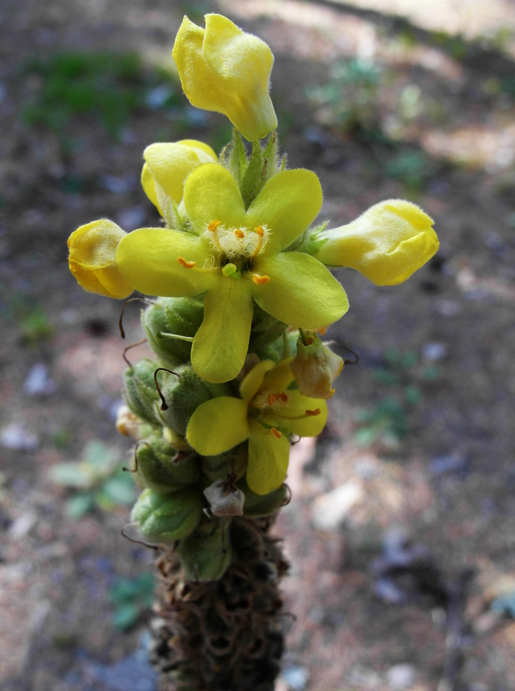 Изображение особи Verbascum thapsus.