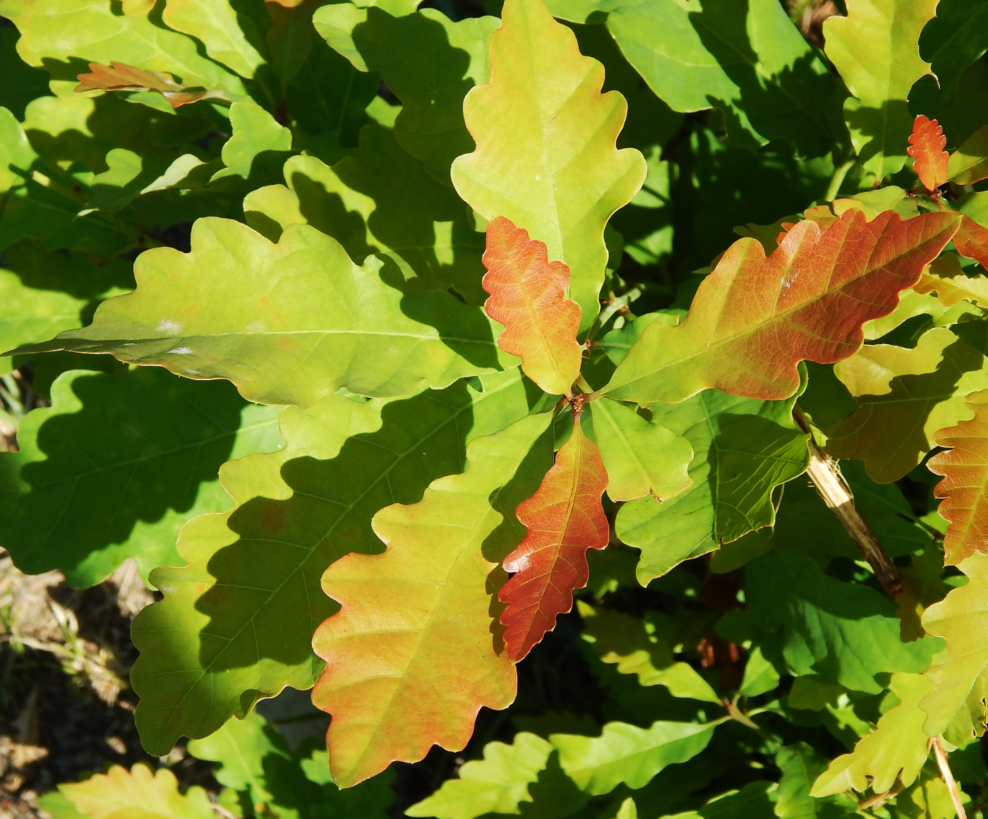 Изображение особи Quercus iberica.