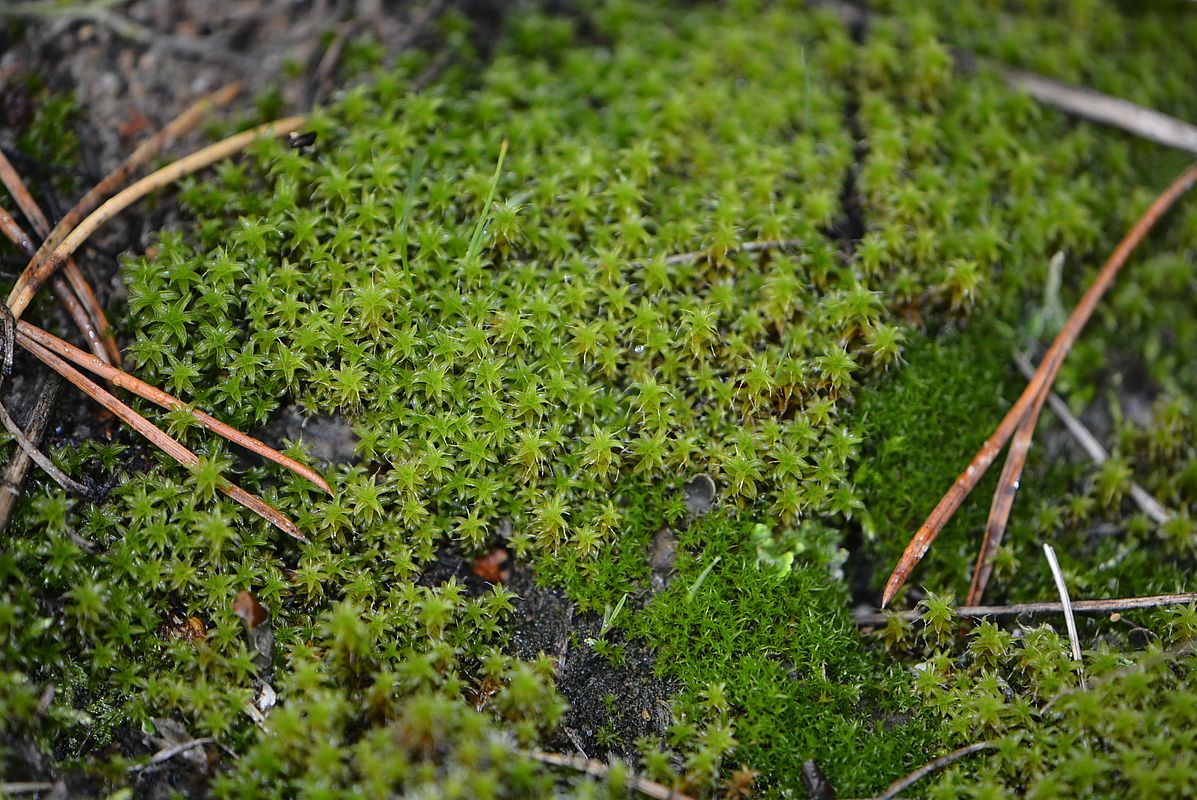 Image of Syntrichia ruralis specimen.