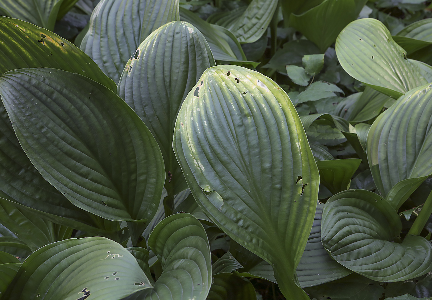 Изображение особи род Hosta.