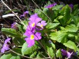 Primula vulgaris