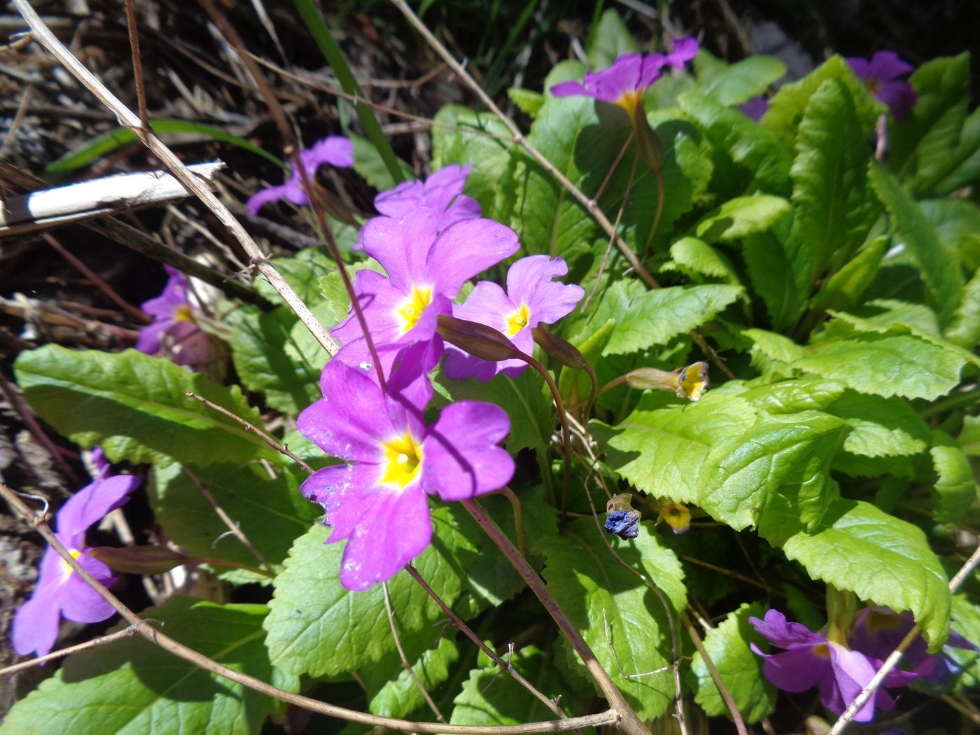 Image of Primula vulgaris specimen.