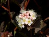 Physocarpus opulifolius