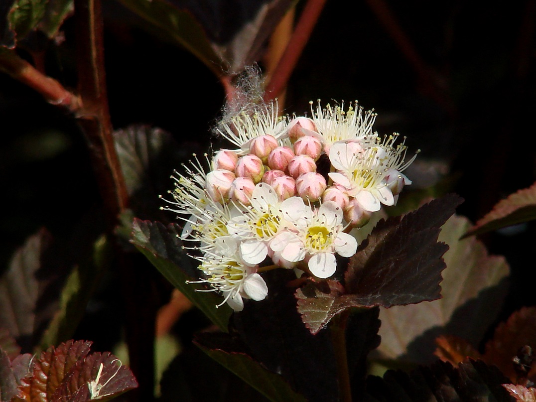 Изображение особи Physocarpus opulifolius.