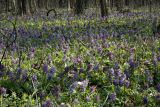 Corydalis solida