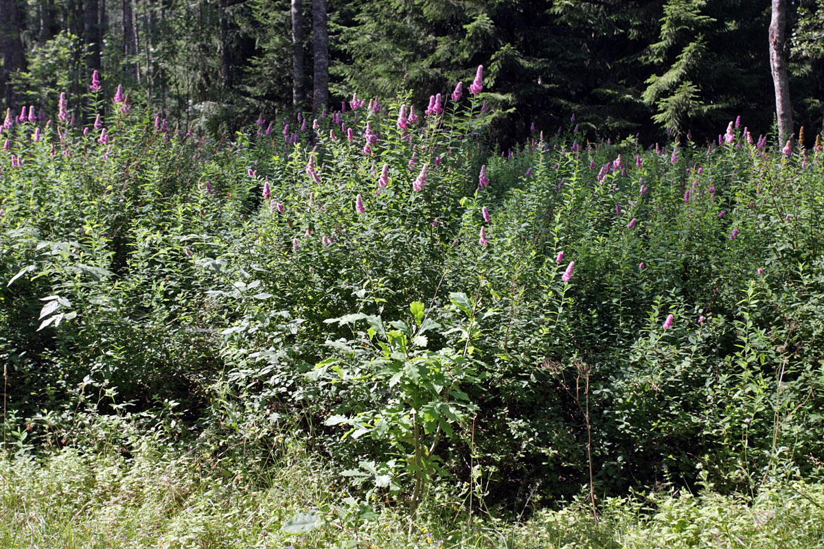 Image of genus Spiraea specimen.