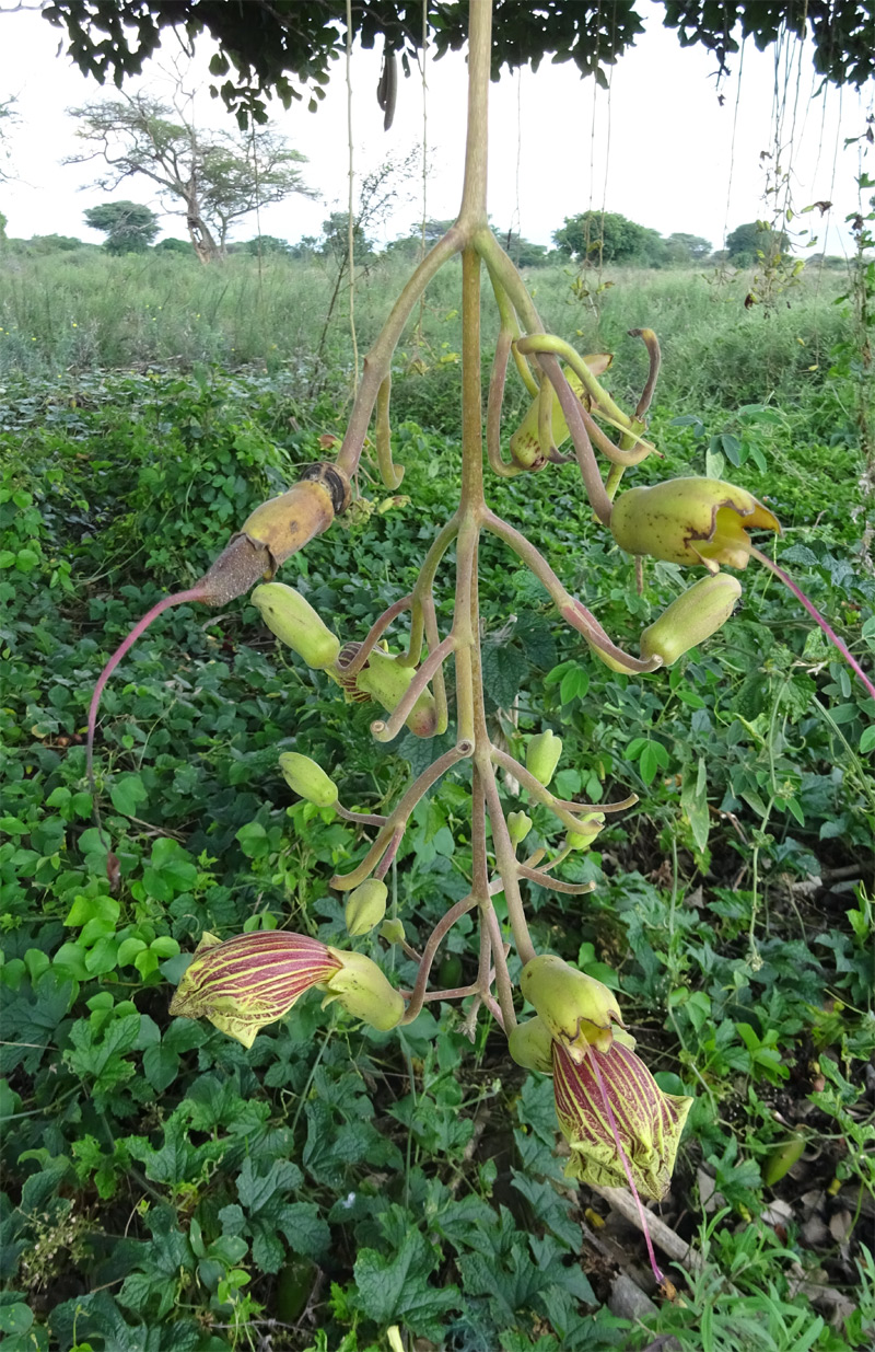 Image of Kigelia pinnata specimen.