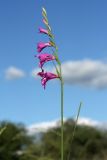 Gladiolus imbricatus. Верхушка цветущего растения. Белоруссия, Витебская обл., пос. Езерище, сырой луг у ключевого болота. 27.06.2010.