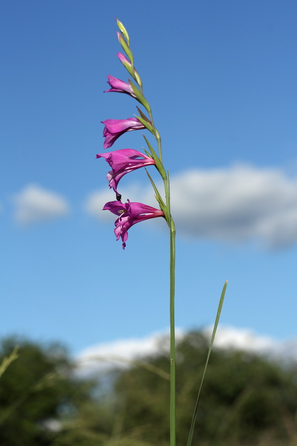 Изображение особи Gladiolus imbricatus.