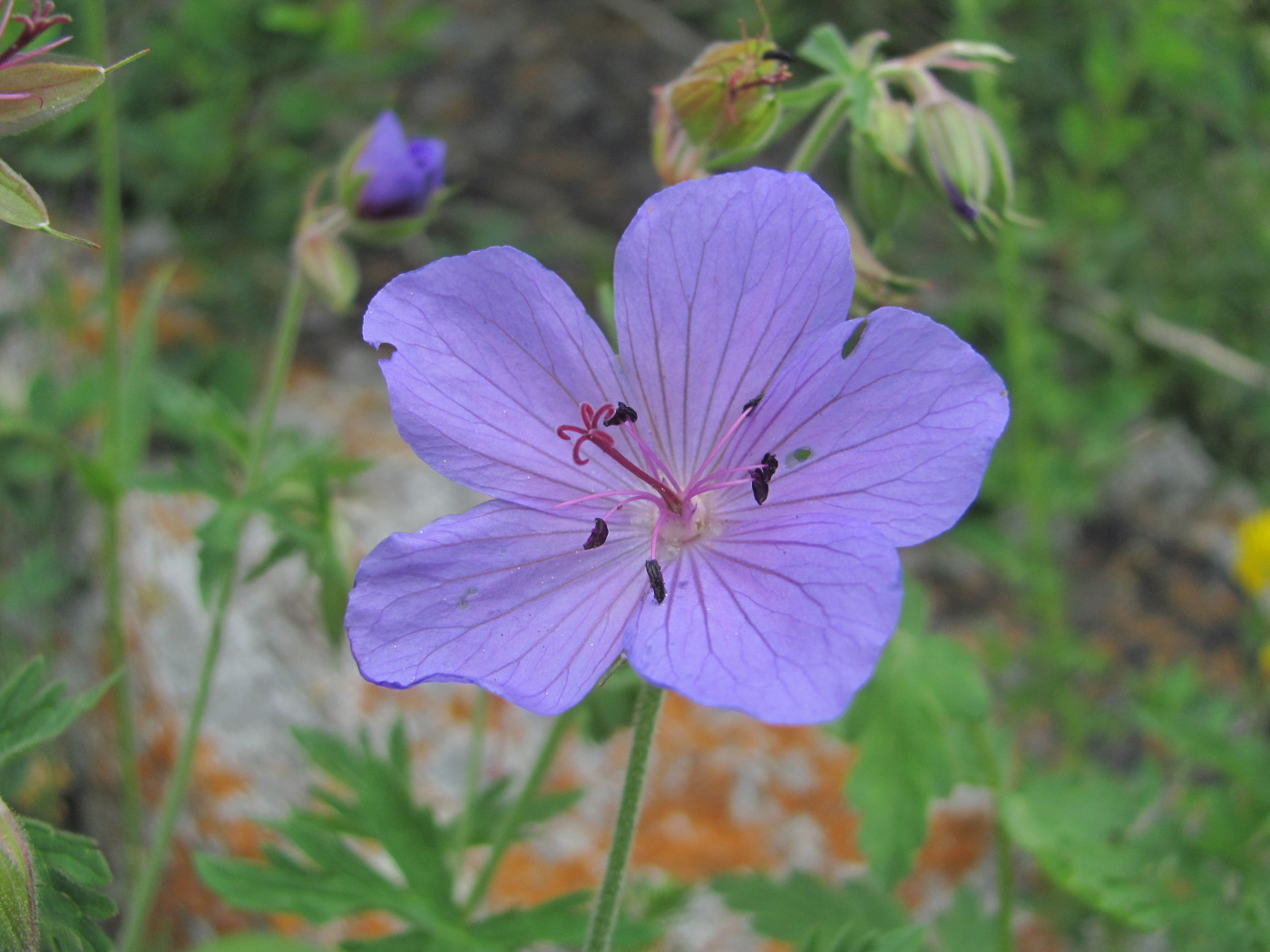 Изображение особи род Geranium.