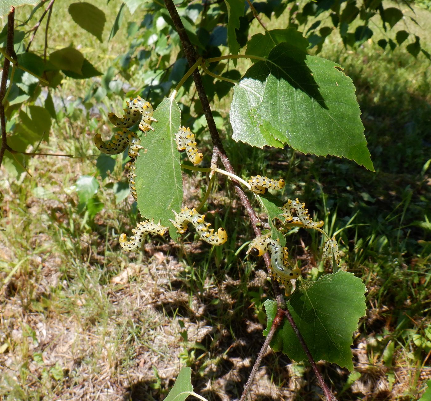 Изображение особи Betula pendula.