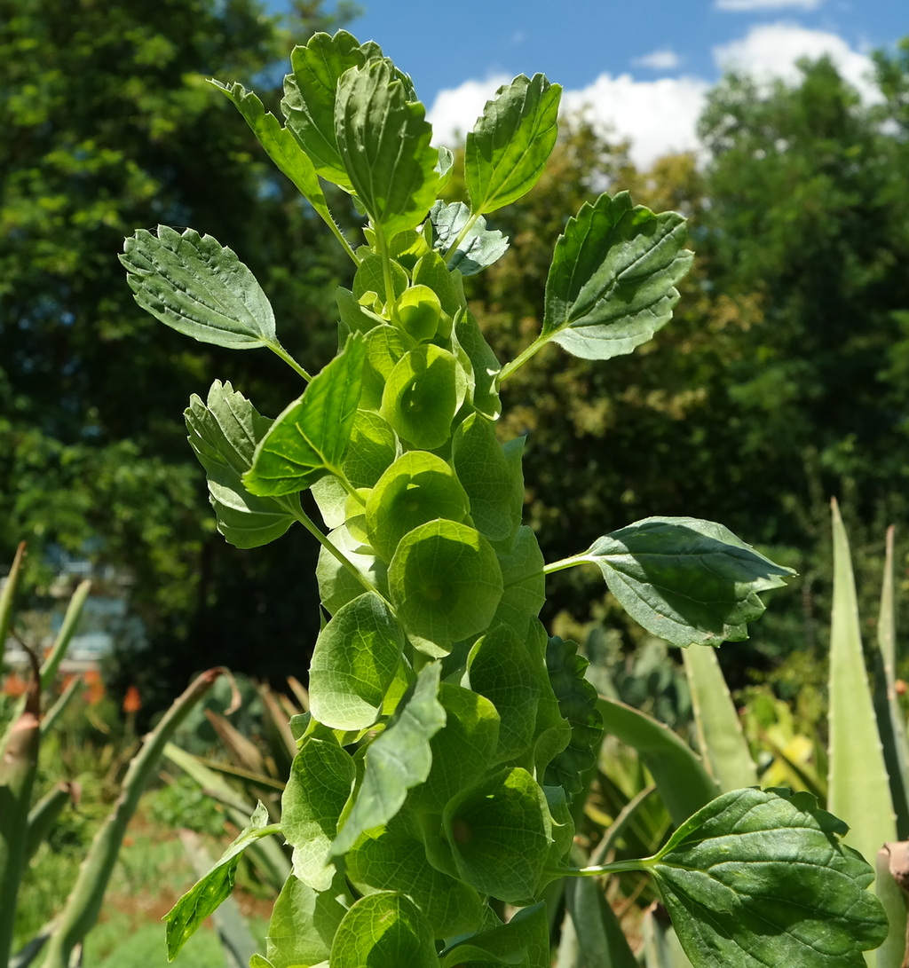 Изображение особи Moluccella laevis.