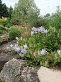 Campanula incurva