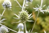 Eryngium planum