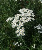 Achillea salicifolia