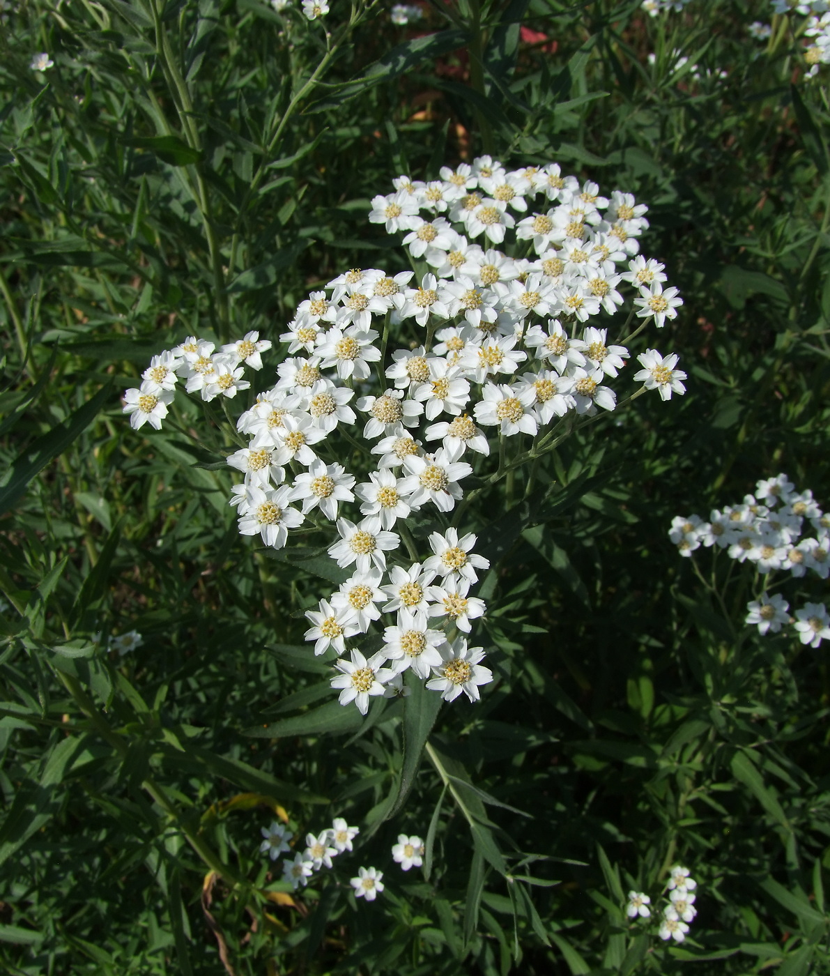 Изображение особи Achillea salicifolia.