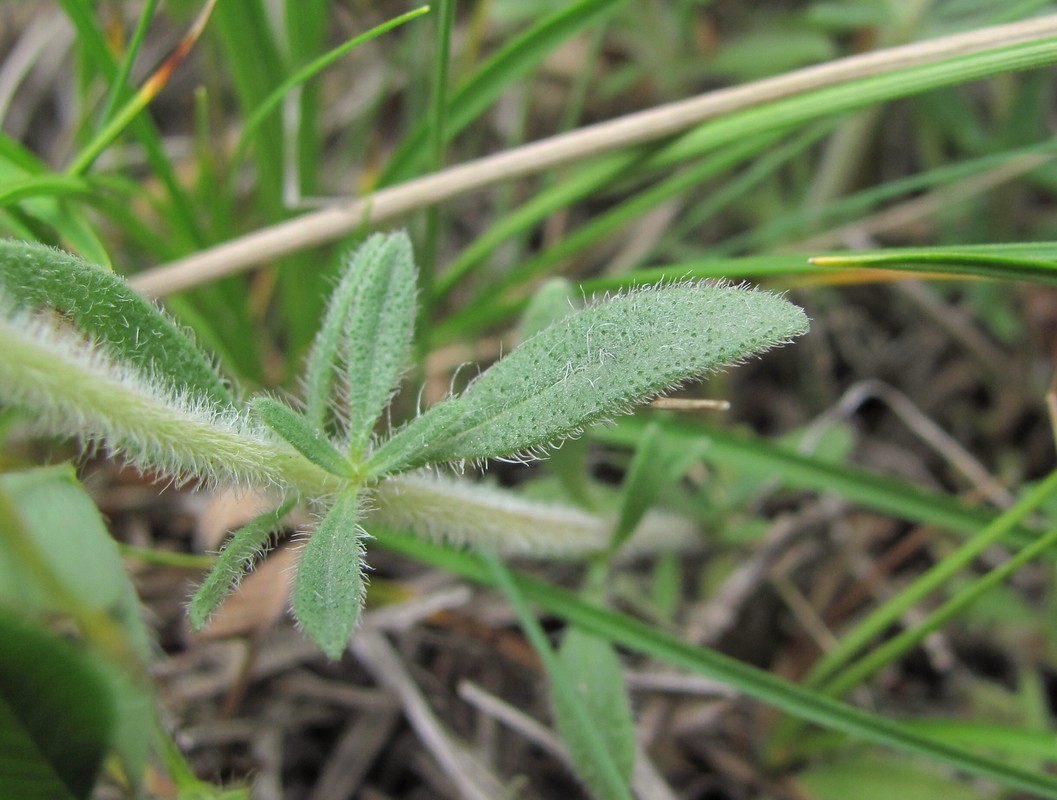 Изображение особи Thymus elisabethae.